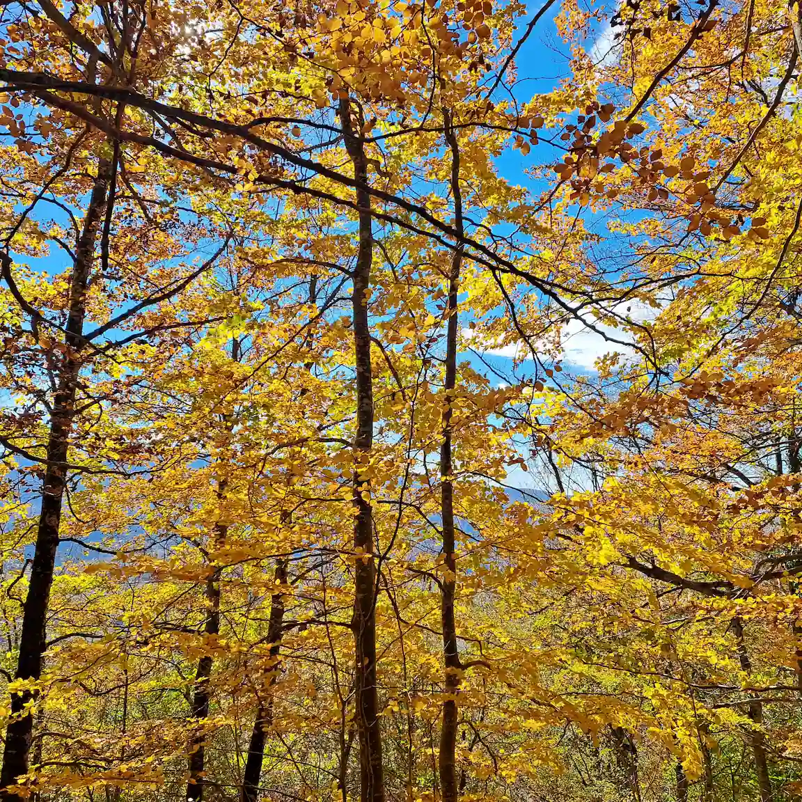 Árboles amarillos en otoño